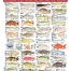 AFN QUEENSLAND FISH ID CARD (QLD)