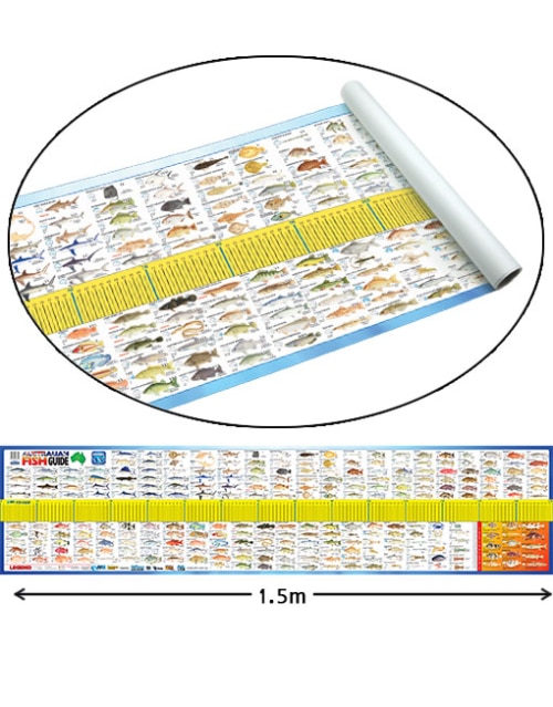 afn australian fish id maxi ruler