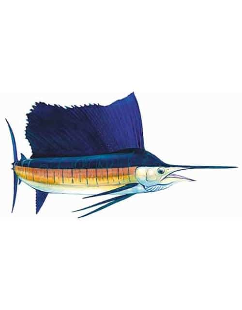 sailfish st013