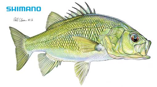 FRESHWATER FISHING AUSTRALIA 162 *FREE STICKER 4 OF 6* WIN: $2000 SHIMANO GEAR - Image 2