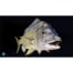 Deluxe Helm Mat Bream