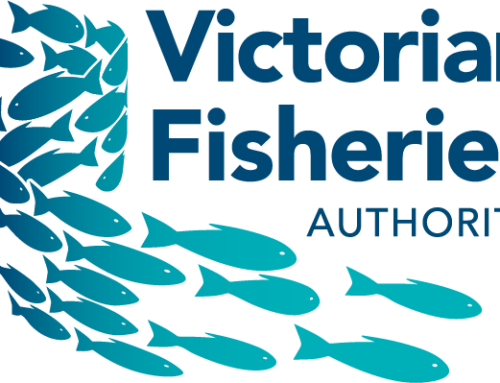 KINGFISH TO REIGN ONCE MORE IN VICTORIA