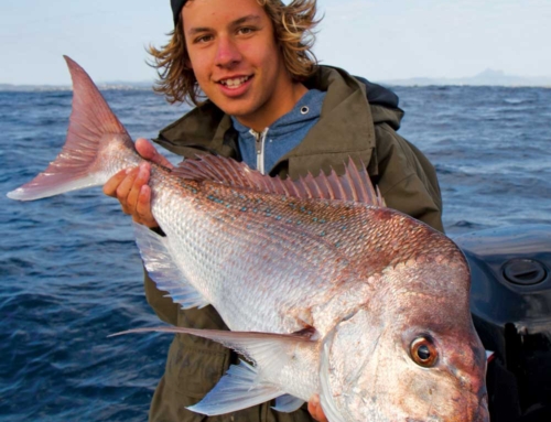 Shallow Reef Snapper