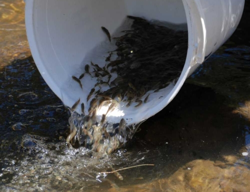 Fingers Crossed For a Bumper Murray Cod Stocking Season Ahead!