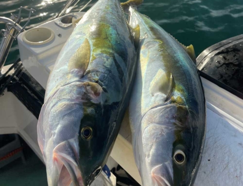 ANGLER SUPPORT CONFIRMS KINGFISH BAG LIMIT CHANGE