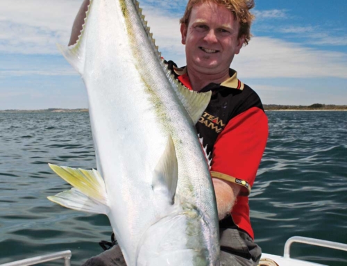 Investigating Victorian Kingfish myths