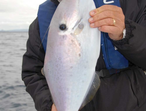 Chasing Queensland Unicorns