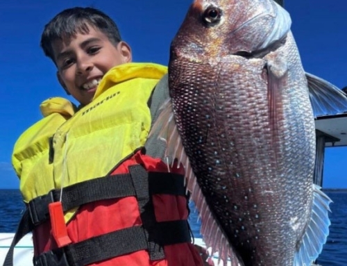 Snapper Fishing & Spawning Success