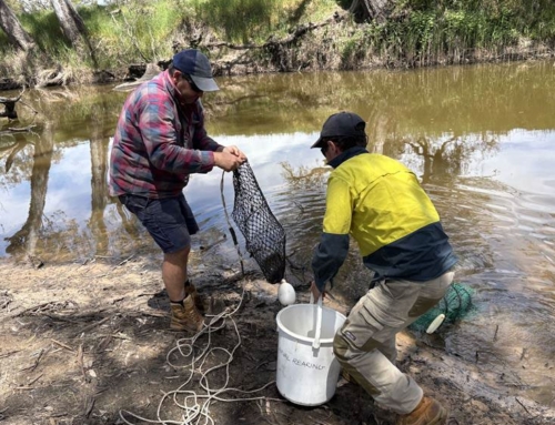 Glenelg River Catfish Translocations