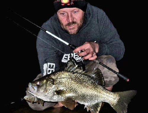 Stocked Estuary Perch Fisheries, Alive and Thriving