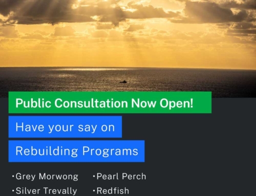 Have Your Say on NSW Fish Stock Rebuilding Programs