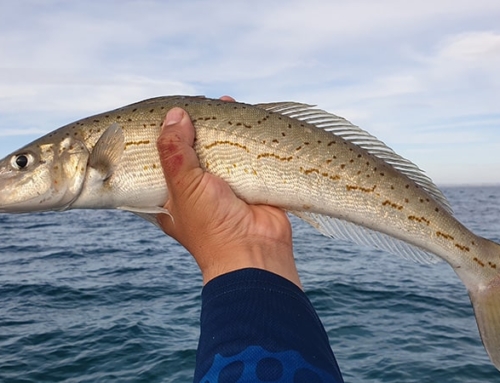BRIGHT FUTURE FOR KING GEORGE WHITING