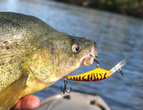 Yakking the Upper Burnett