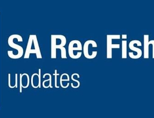 King George Whiting update