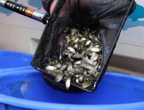 Growing more fish for a better future