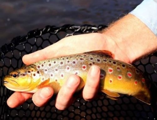 Celebrate River Trout Opening this September