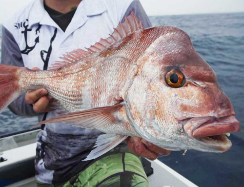 NSW Government extends kingfish and snapper consultation