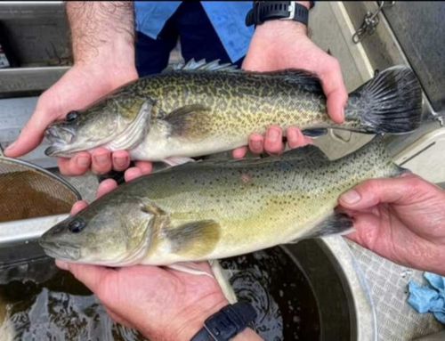 Annual Murray Cod Seasonal Closure Has Begun!