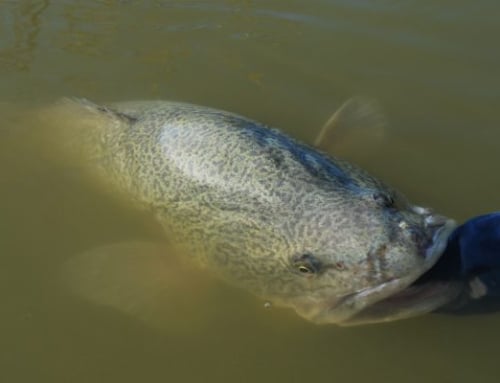 Give Murray Cod a Rest on the Nest
